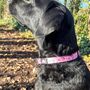 Dog Collar | Pink Princess, thumbnail 5 of 10