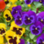 Flowers Pansy 'Delta Mix' Six X Plant Pack, thumbnail 3 of 4