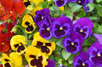 Flowers Pansy 'Delta Mix' Six X Plant Pack, 3 of 4