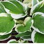 Hosta Plant 'Patriot' Two X Full Plants In Two Litre Pots, thumbnail 5 of 5