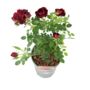 Rose 'Sweet Wishes' Fragrant Pink Floribunda 4 L Pot, thumbnail 5 of 5