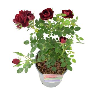 Rose 'Sweet Wishes' Fragrant Pink Floribunda 4 L Pot, 5 of 5