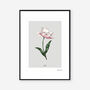 Botanical Tulip 'Spring Blossom' Art Print, thumbnail 2 of 2