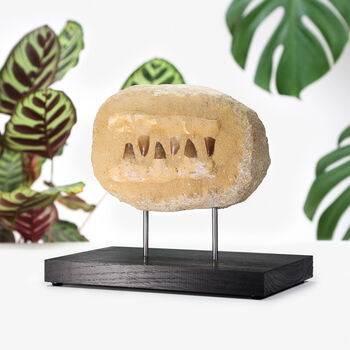 Mosasaurus Jaw In Matrix Bespoke Solid Oak Stand Dinosaur Fossil, 2 of 4