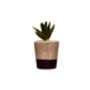 Set Of Three Black Concrete Pots W/Cacti And Succulents, thumbnail 6 of 7