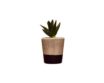 Set Of Three Black Concrete Pots W/Cacti And Succulents, 6 of 7