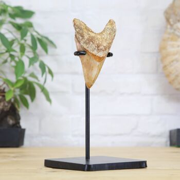 Megalodon Tooth Bespoke Steel Stand Real Authentic Jurassic Dinosaur Fossil Natural History Interior Design Home Decor Display Gift Ornament, 2 of 5