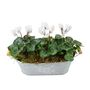 Cyclamen Floral Planted Trough – Autumn Winter Display, thumbnail 3 of 9