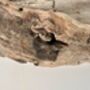 85cm Heavy Teardrop Driftwood Mirror Huge Wooden Wall Decor, thumbnail 5 of 10