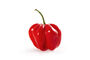 Chilli Plant 'Scotch Bonnet Red' 9x Plug Plant Pack, thumbnail 1 of 8