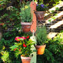 Two Pot Hanging Plant Holder, thumbnail 4 of 5