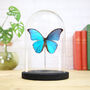 Giant Blue Morpho Butterfly Bell Jar, thumbnail 1 of 3