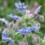 Borage 'Starflower' Seeds, thumbnail 4 of 4