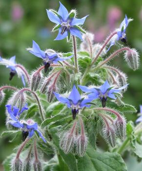 Borage 'Starflower' Seeds, 4 of 4