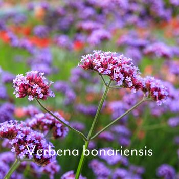 60th Birthday Gift For Her, Grow Your Own Bouquet Kit, 6 of 8