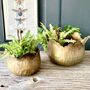 Set Of Two Conservatory Planters Ltzkr023, thumbnail 5 of 9