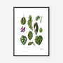 Houseplants, Botanical Art Print, thumbnail 2 of 2
