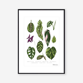 Houseplants, Botanical Art Print, 2 of 2