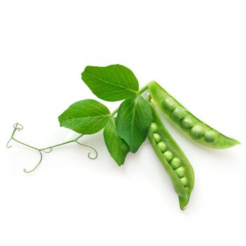 Vegetable Plants Peas 'Petit Pois' 16 X Plant Pack, 5 of 5