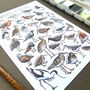 Waders Of Britain Watercolour Postcard, thumbnail 4 of 11