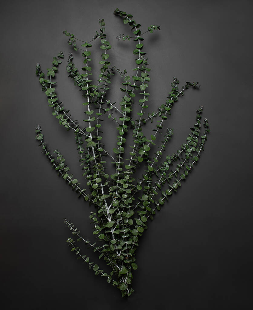 Image of Baby Blue Eucalyptus Preserved Stems Bouquet