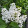 Lilac Bush Syringa, 'Madame Lemoine', Plant In 10 L Pots, thumbnail 2 of 4
