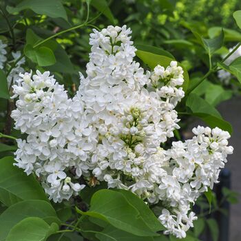 Lilac Bush Syringa, 'Madame Lemoine', Plant In 10 L Pots, 2 of 4