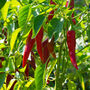 Chilli Plants 'Cayenne' One X 9cm Pot, thumbnail 5 of 6