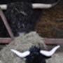 Medium Longhorn Highland Black 23cm Cow With Personalised Heart, thumbnail 3 of 9