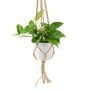 Golden Pothos In 12cm Pot – Easy Care Air Purifying Houseplant, thumbnail 4 of 7