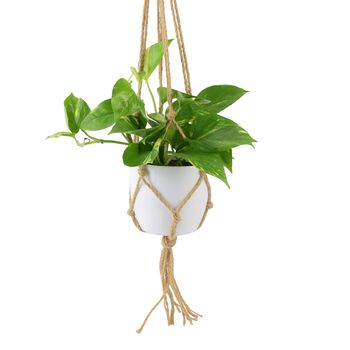 Golden Pothos In 12cm Pot – Easy Care Air Purifying Houseplant, 4 of 7