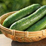 Vegetable Plants Cucumber 'Petita' Six X Plug Pack, thumbnail 5 of 5