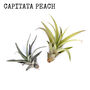 Bird Air Plant Holder In Pale Pink, thumbnail 9 of 12