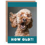 Surprised Cockapoo Dog How Old Funny Animal Birthday Card, thumbnail 1 of 5