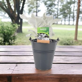 Senecio Angel Wings Plant In 2 L Pot – Silvery Foliage, 6 of 7