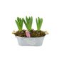Fragrant Potted Hyacinth Trough – 3 Set, thumbnail 2 of 7