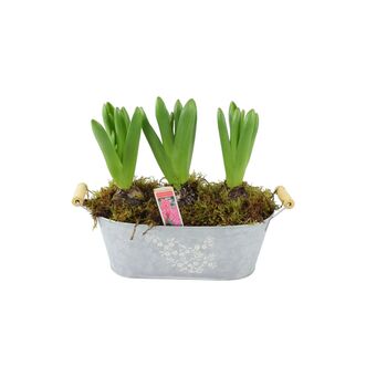 Fragrant Potted Hyacinth Trough – 3 Set, 2 of 7