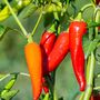 Chilli Pepper 'Apache' 12x Plug Plant Pack, thumbnail 2 of 5