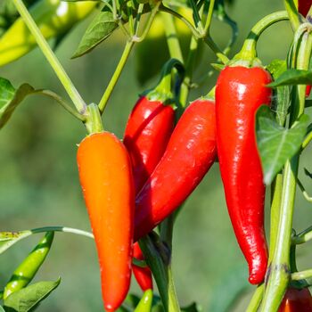 Chilli Pepper 'Apache' 12x Plug Plant Pack, 2 of 5