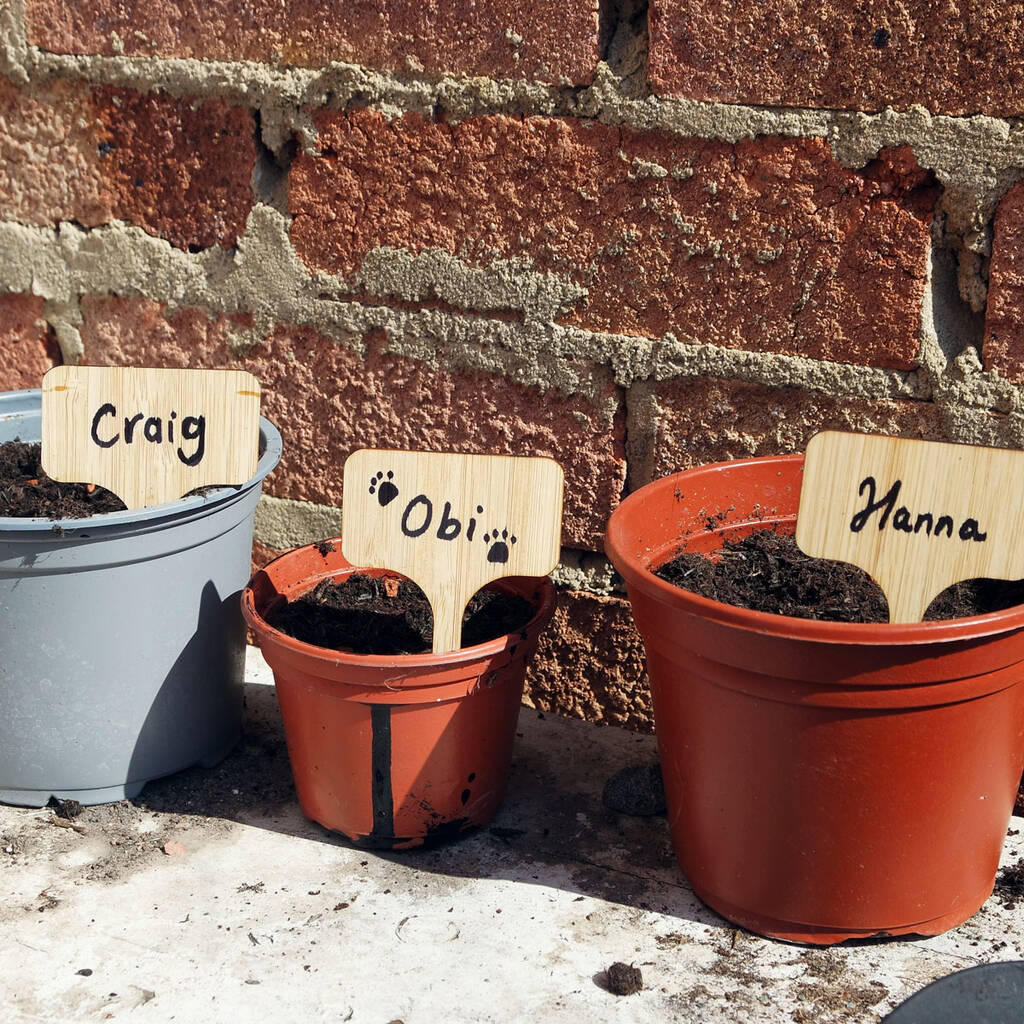 Sunflower Growing Competition Kit For Two By Face Florals