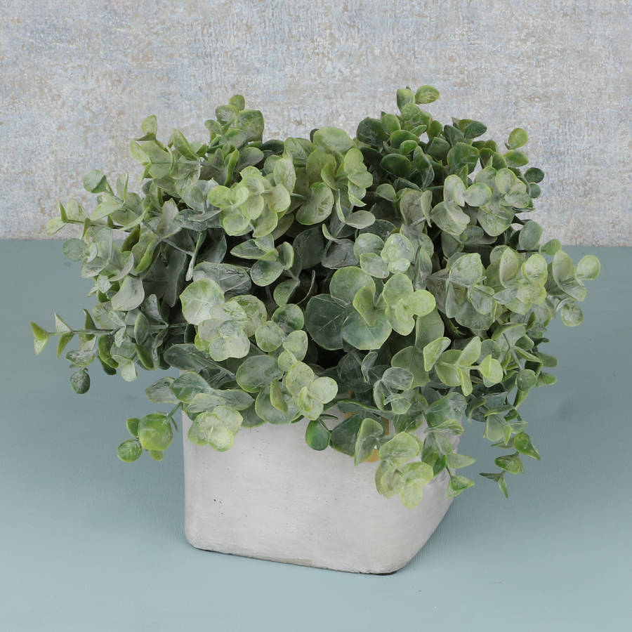 artificial eucalyptus plant in pot by dibor