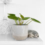 Chinese Money Plant In 6cm Decorative Pot, thumbnail 1 of 3