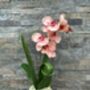 Peach Artificial Silk Orchid Flower Arrangement, thumbnail 5 of 6
