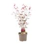 Acer Atropurpureum – 5 L Japanese Maple Tree, thumbnail 2 of 2