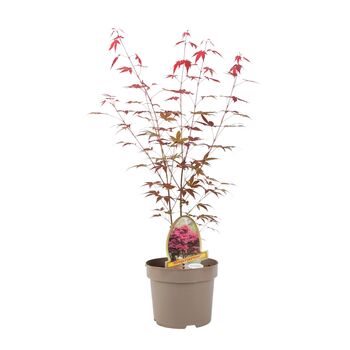 Acer Atropurpureum – 5 L Japanese Maple Tree, 2 of 2
