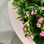 Wide Terracotta Urn Planter, thumbnail 4 of 4