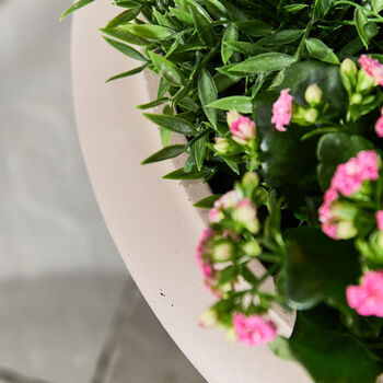 Wide Terracotta Urn Planter, 4 of 4