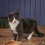 Personalised Eco Friendly Cat Food Bowl Made In Britain, thumbnail 5 of 7