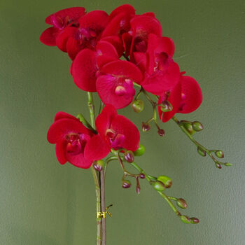 Red Orchid Artificial Leopard Gold 50cm Real Touch, 3 of 3