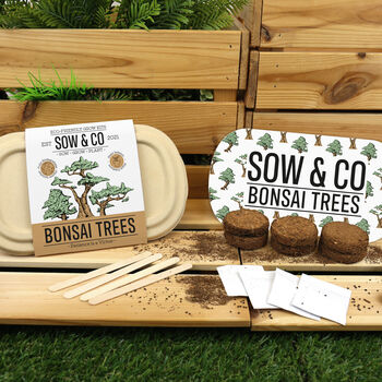 Sow And Co Grow Kits Chilli, Bonsai, Herbs Or Cactus, 2 of 12